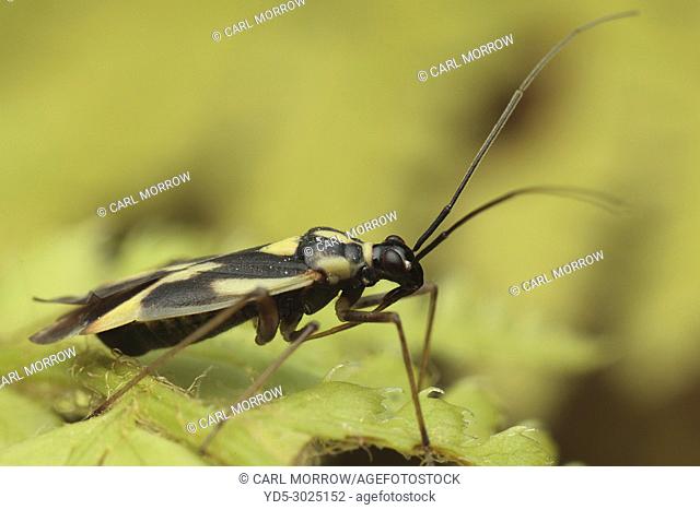 Insect macro photography, Ireland