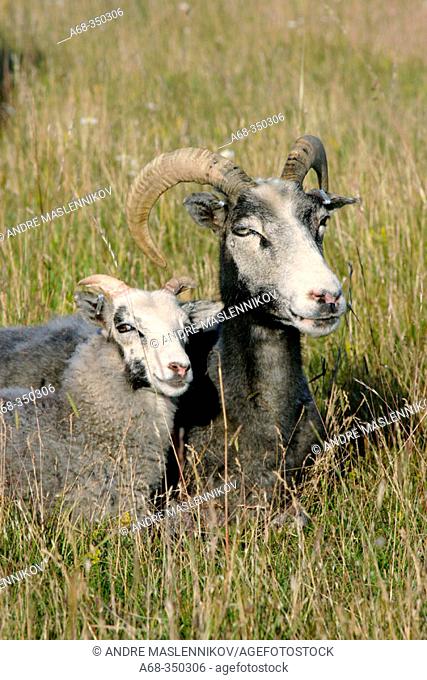 Ewe with lamb (a race called 'gutefar' that has horns). Sweden