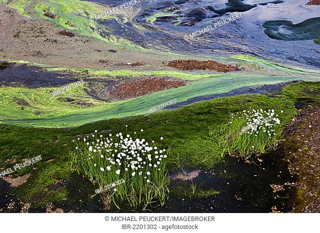 Cottongrass (Eriophorum sp.), multicolored structures formed by colored minerals, algae, soil and water at the back, Kaldaklofsfjoell geothermal area