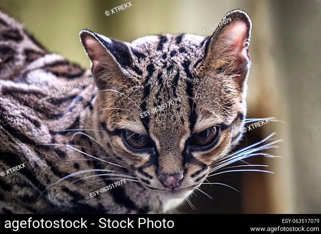 Rare South American Margay, Leopardus wiedii