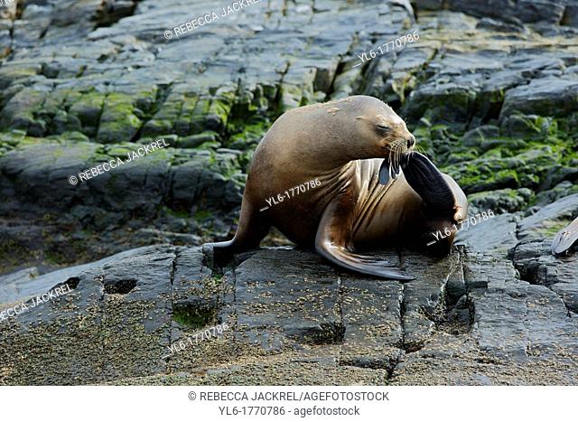A southern sea lion Otaria flavescens scratches his nose on a small island in the Beagle Channel, Tierra del Fuego, Argentina