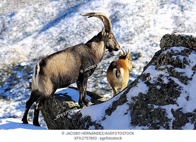 Spanish ibex (Capra pyrenaica victoriae)Sierra de Gredos Natural Park.Avila province.Castilla y León.Spain