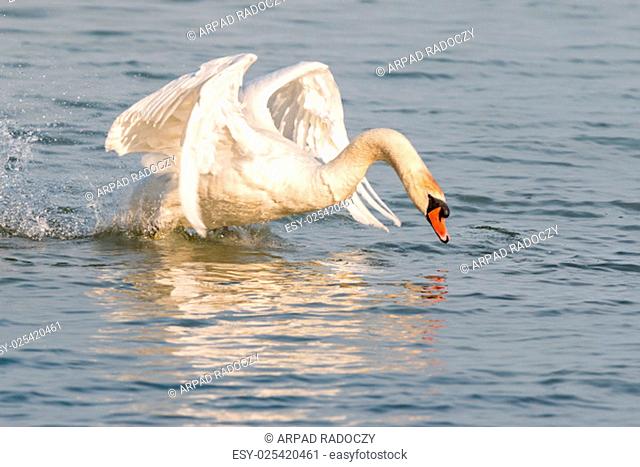 Close uo of angry swan
