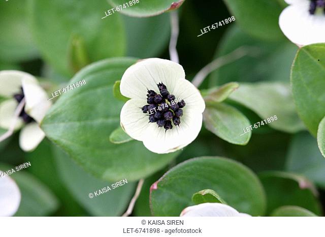 Lapland cornel, Cornus suecica, is a flower of the subarctic areas  It grows everywhere in Finland, but is most common in Lapland  Kilpisjarvi