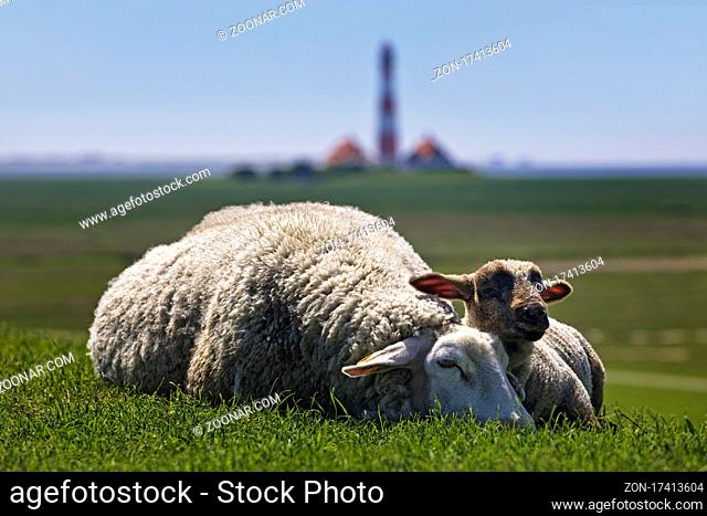 Schafe (Ovis gmelini aries) vor dem Leuchtturm Westerhever, Nationalpark Wattenmeer, Nordfriesland, Schleswig-Holstein, Deutschland, Europa