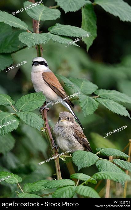 Red-backed Shrike ( Lanius collurio ), proud father with juvenile, adult male caring for its chick, sitting together, next to each other in a bush, wildlife