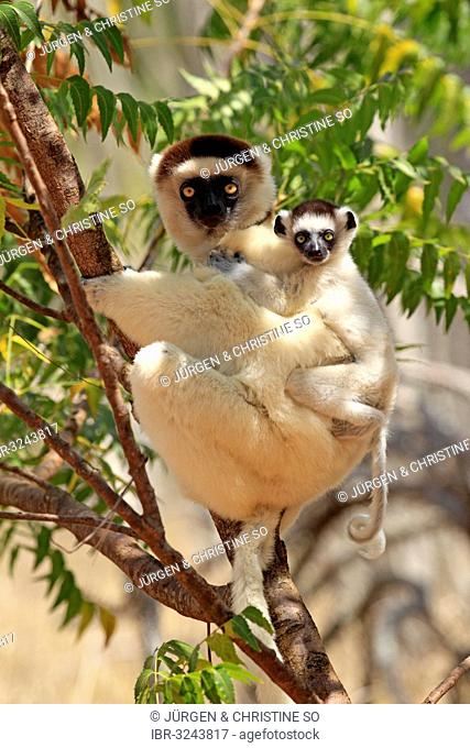 Verreaux's Sifaka (Propithecus verreauxi), female with an infant on a tree