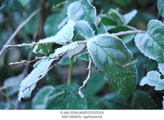 Frost on Salal (Gaultheria shallon) leaves, Stanley Park, Vancouver, British Columbia, Canada