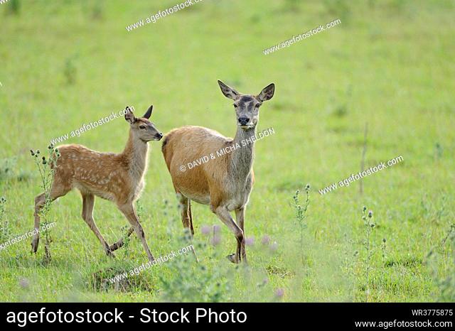 Young Red Deer (Cervus elaphus) with mother, Bavaria, Germany