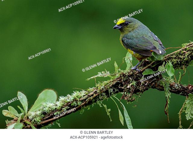 Olive-backed Euphonia (Euphonia gouldi) perched on a branch in Costa Rica