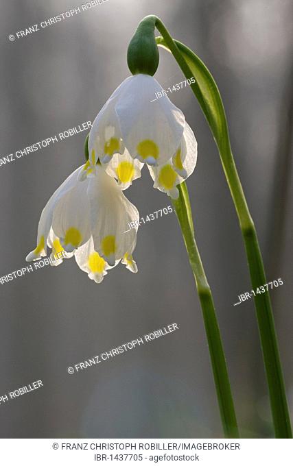 Spring snowflake (Leucojum vernum), Thuringia, Germany, Europe