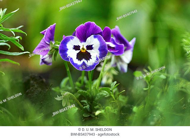 Pansy, Pansy Violet (Viola x wittrockiana, Viola wittrockiana, Viola hybrida), blooming