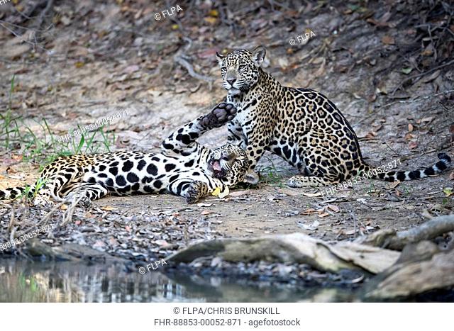 Jaguar (Panthera onca palustris) juveniles, resting on riverbank, Corixinho, Mato Grosso, Brazil, September