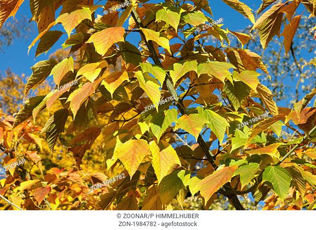 Acer capillipes, Roter Schlangenhaut Ahorn, red snakebark maple