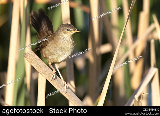 Little Rush Warbler (Bradypterus baboecala), adult perched on a reed, Western Cape, South Africa