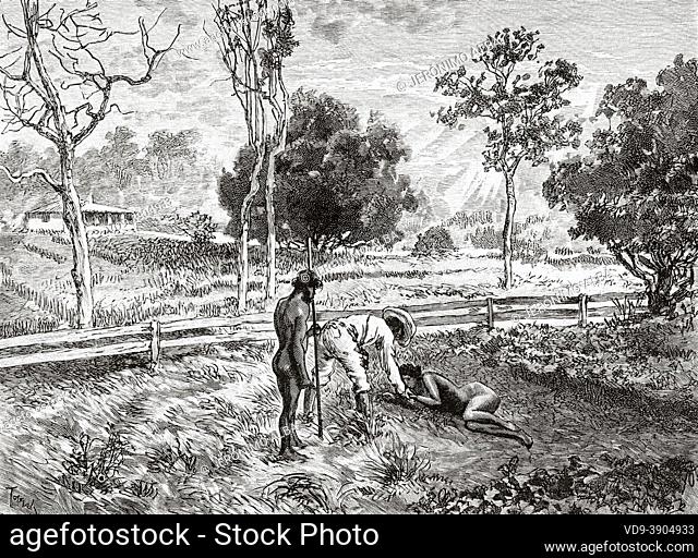 Injured black Australian indigenous girl. Queensland, Australia. Old 19th century engraved illustration, Journey to Northeast Australia by Carl Lumholtz...