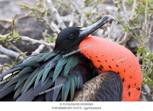 Great Frigatebird, Fregata minor ridgwayi, Male show red gouler display pouch, Galapagos, genovesa island, Darwin