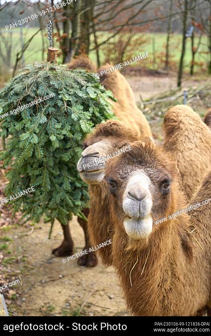 05 January 2023, Rhineland-Palatinate, Bell: The camels in the animal adventure park Bell gnaw on a fir tree. So the animals get variety on the menu only fir...
