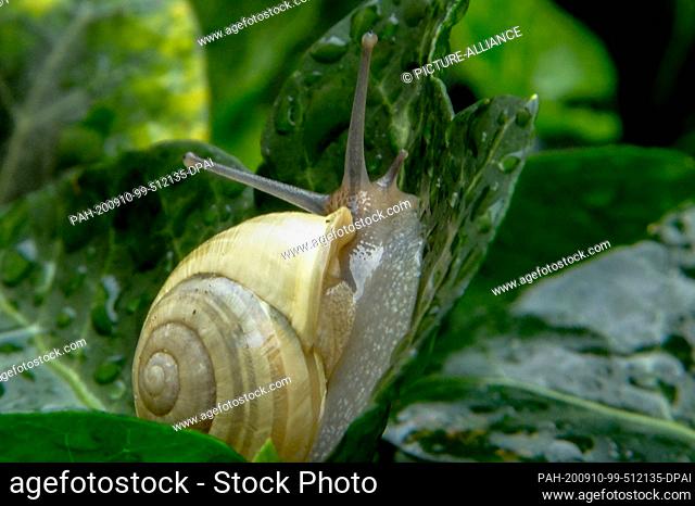 15 August 2020, Lower Saxony, Brunswick: A garden snail (Cepaea hortensis), also called garden snail, crawls over a wet ivy leaf after a rain shower