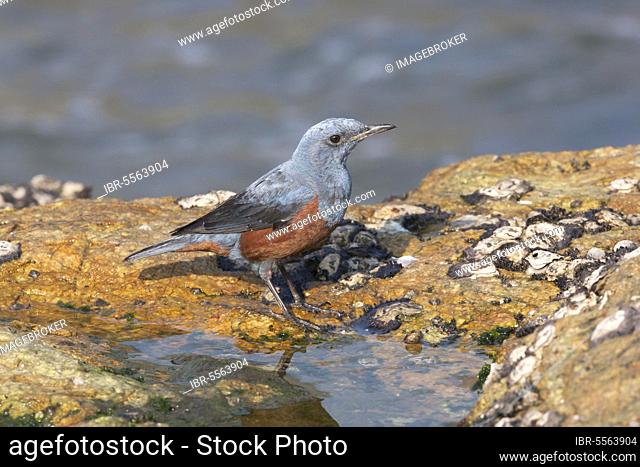 Blue Rock-thrush (Monticola solitarius philippensis) adult male, breeding plumage, standing beside rockpool, Hong Kong, China, Asia