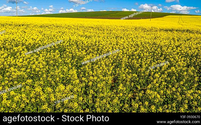 Canola Field. As far as the eye can see. Used for the manufacture of cooking oil. Canola oil also has non-food uses - for example biodiesel and bio-plastics