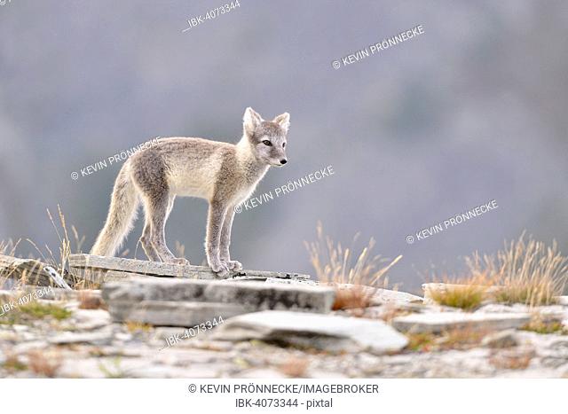 Arctic fox (Vulpes lagopus, Alopex lagopus), young in Fjell, Dovrefjell-Sunndalsfjella National Park, Norway