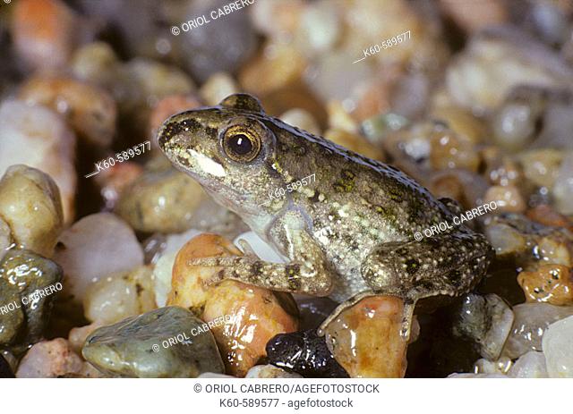 young Parsley frog (Pelodytes punctatus)
