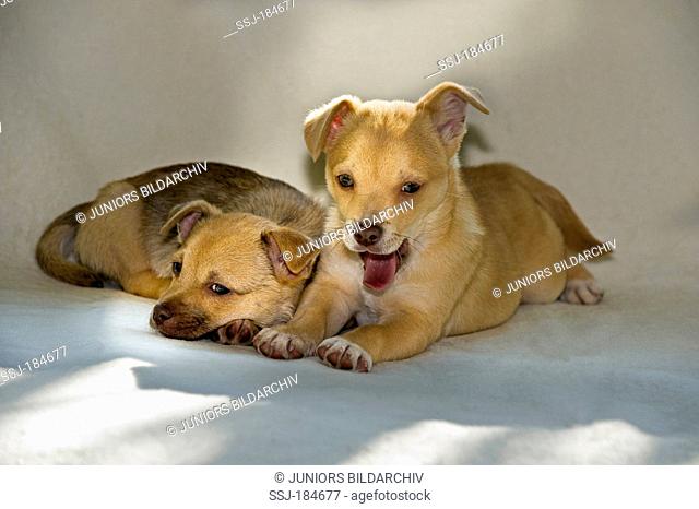 Chihuahua-Mix. Two puppies (8 weeks old) lying on a blanket