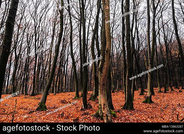 Hike in the Teutoburg Forest - Altruper Berg - Lienen - 25.11.2017