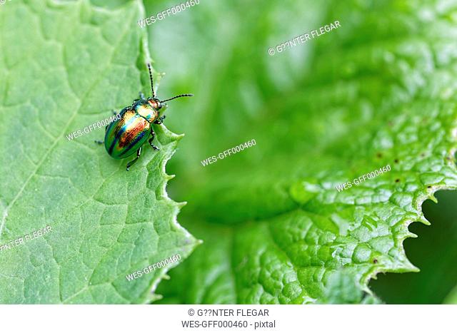 Dead nettle leaf beetle, Chrysolina fastuosa, sitting on leaf