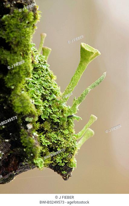 cup lichen Cladonia pyxidata, with cups growing on a stem, Germany, Rhineland-Palatinate