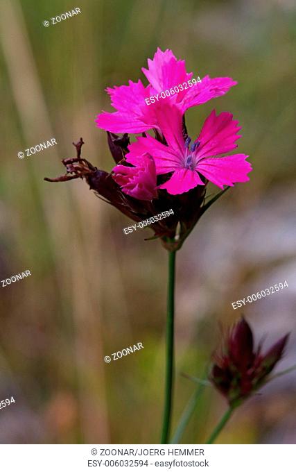 Carthusian Pink, Dianthus carthusianorum