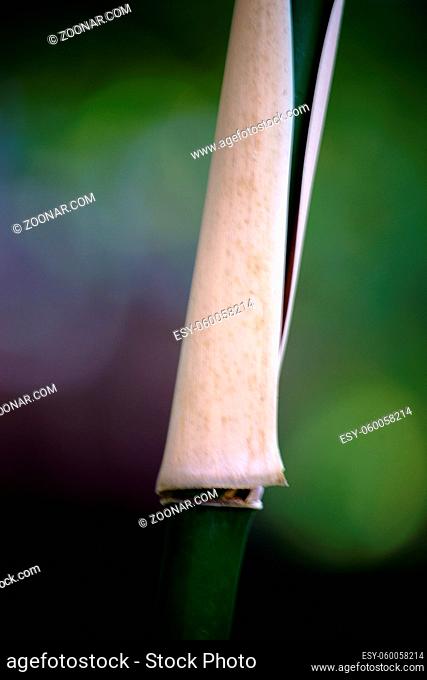 Die Nahaufnahme eines Halmes und Bambusrohres des Narihirabambus, Semiarundinaria fastuosa
