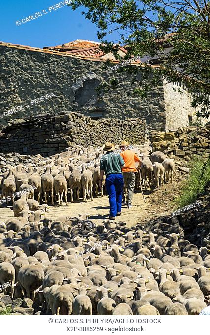 Flock of sheep arriving at a village in the countryside of the province of Soria after having traveled a transhumance road through northern Spain