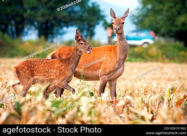 Red deer, cervus elaphus, hind and fawn standing on a stubble field next to road with car in background. Two wild animals in danger from potential collision...