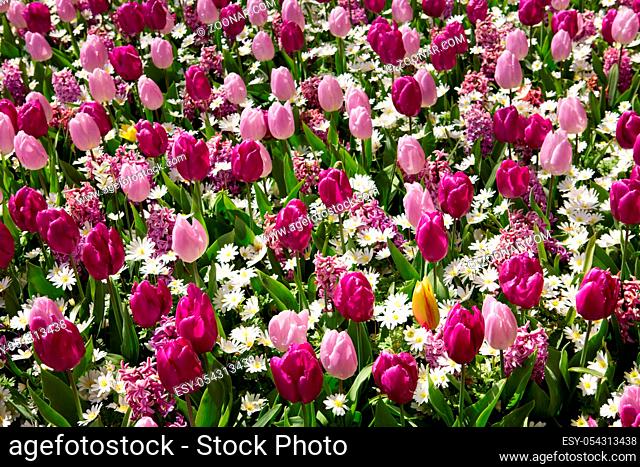 Beautiful tulips in the spring time.Colorful tulips background