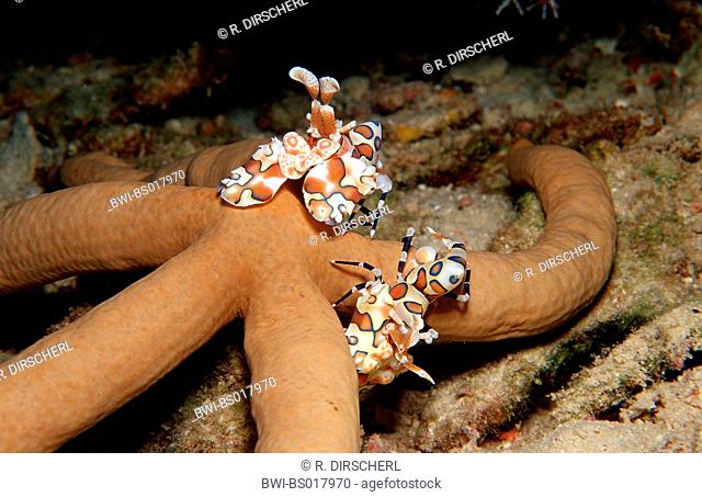 western harlequin shrimp (Hymenocera elegans), two animals feeding a starfish, Maldives, Ari Atoll