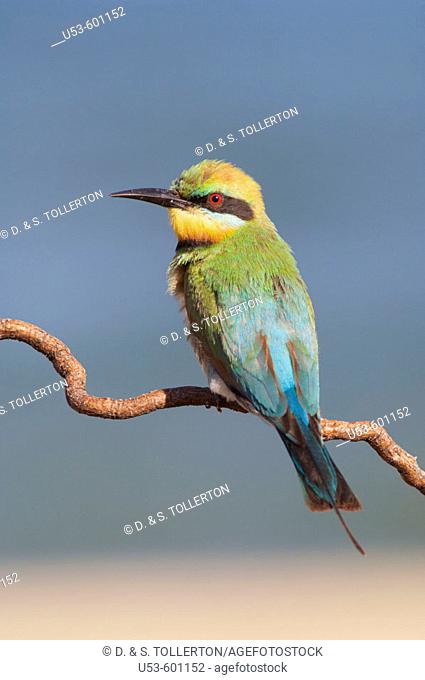 Rainbow Bee-eater, Merops ornatus, male