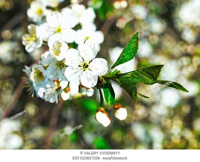 white flowers of cherry tree close up