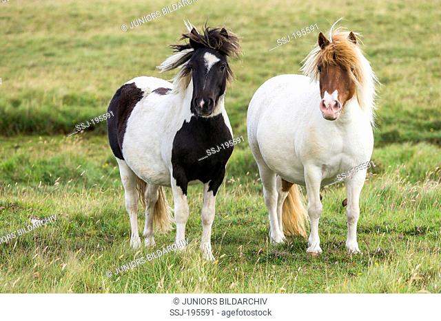 Shetland Pony Two Pinto mares standing on a meadow Unst, Shetlands