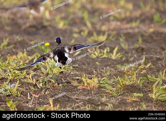 Blue winged teal ducks in flight CAnada
