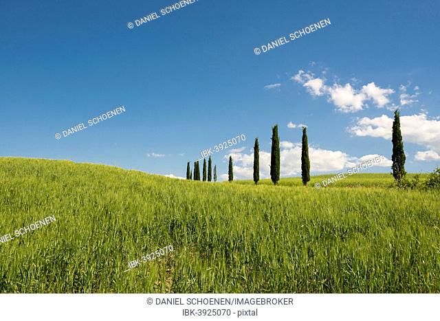 Mediterranean Cypresses (Cupressus sempervirens), Val d'Orcia, near Buonconvento, Province of Siena, Tuscany, Italy