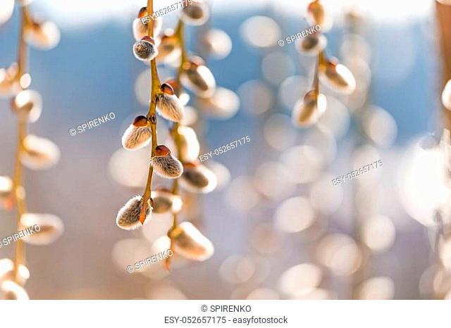 blooming willow on light blue blurred background