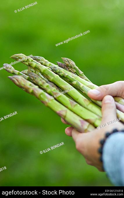Man holding a bunch of green asparagus in his hands outdoor, Spears of Fresh green asparagus in the sun, copy space for text