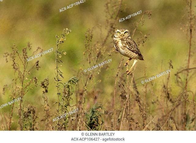 Burrowing Owl (Athene cunicularia) perched on a branch in the Pantanal region of Brazil