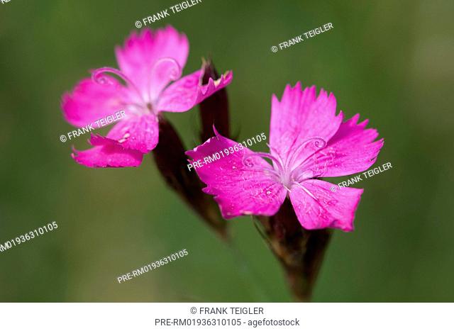 Carthusian pink, Dianthus carthusianorum / Kartäusernelke, Dianthus carthusianorum