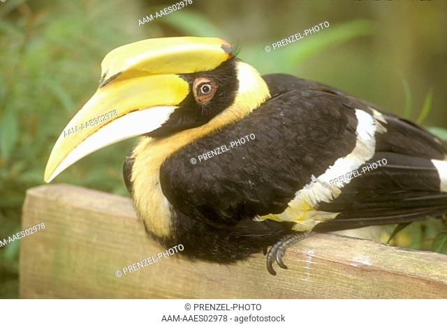 Great-Hornbill-(Buceros-bicornis)