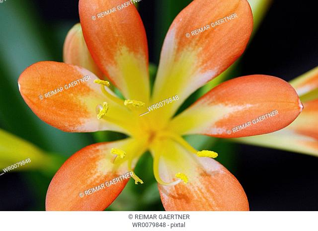 Orange clivia flower close up 2