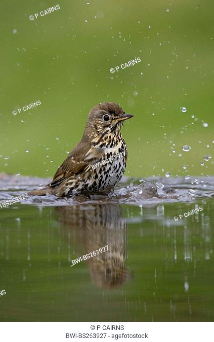 song thrush Turdus philomelos, bathing in water, United Kingdom, Scotland, Cairngorms National Park