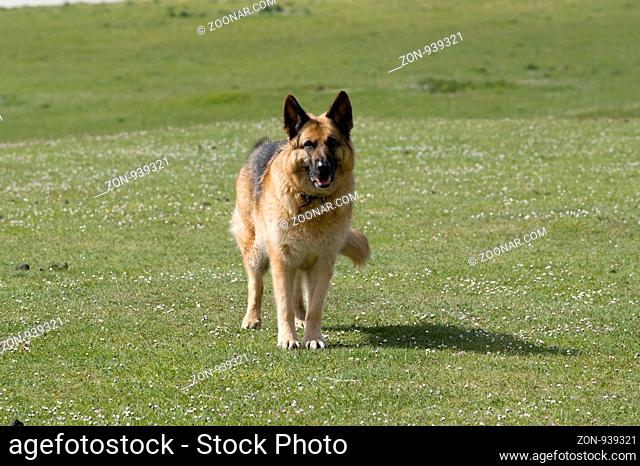 Deutscher SchŠferhund, Schottland | German Shepard, Scotland